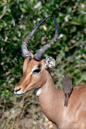 Impala (male)
