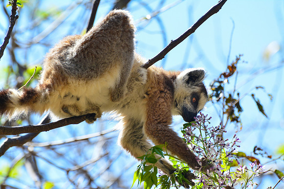 Ring-tailed lemur (Lemur catta) in Namaza Canyon, Isalo National Park