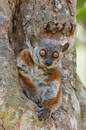 Randrianasolo's sportive lemur (Lepilemur randrianasoloi), Tsingy de Bemaraha National Park