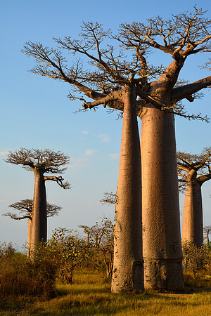 Avenue of the Baobabs