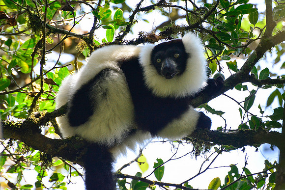 Black-and-white ruffed lemur (Varecia variegata), Ranomafana National Park