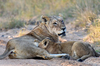 Lioness and cub