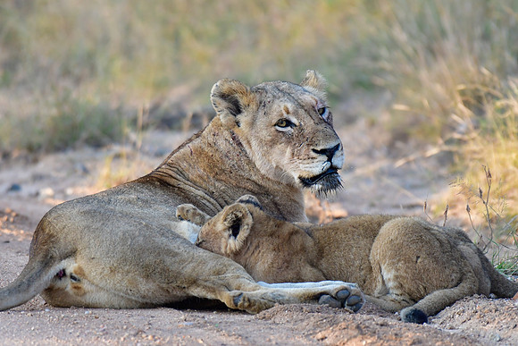 Lioness and cub