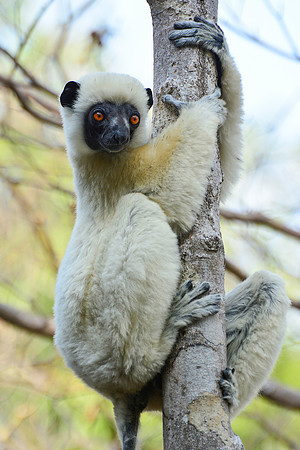 Decken's sifaka (Propithecus deckenii), Tsingy de Bemaraha National Park