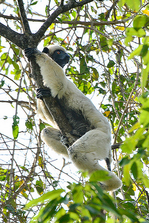 Decken's sifaka (Propithecus deckenii), Tsingy de Bemaraha National Park