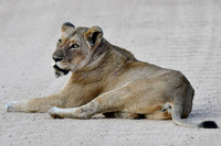 Lioness