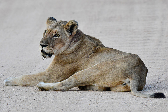 Lioness