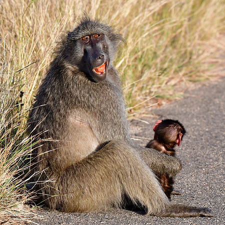Chacma baboon (female) and baby