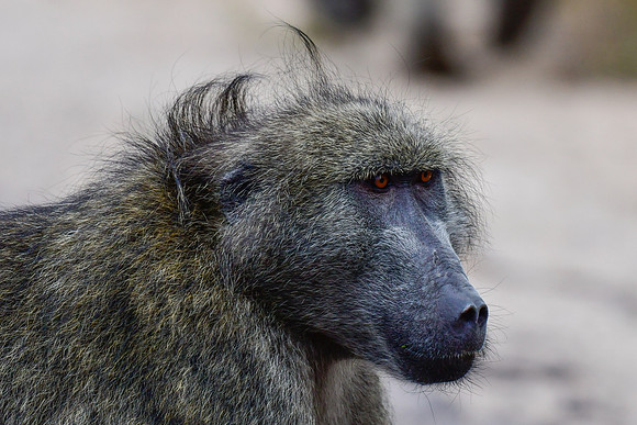 Chacma baboon (male)