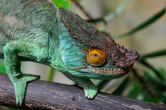 Parson's chameleon (Calumma parsonii), Peyriéras Reserve