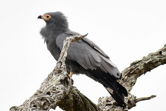 African harrier-hawk