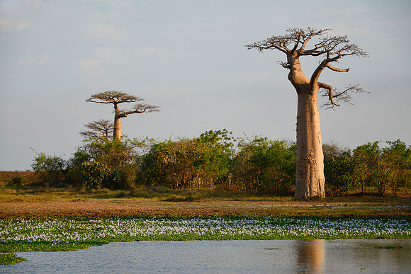 Avenue of the Baobabs