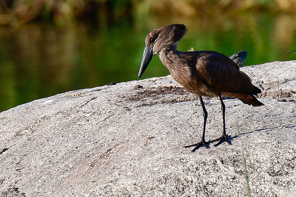 Hammerkop
