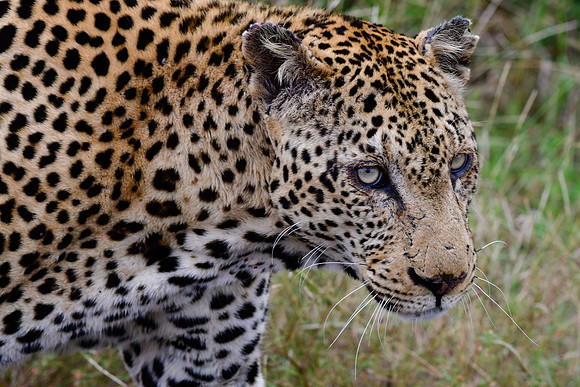Leopard