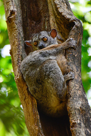Randrianasolo's sportive lemur (Lepilemur randrianasoloi), Tsingy de Bemaraha National Park