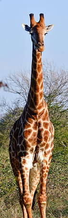Giraffe