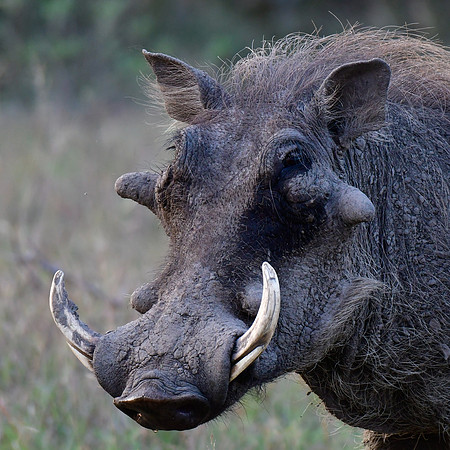 Warthog