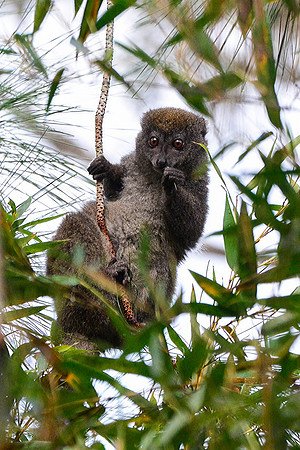 Eastern lesser bamboo lemur (Hapalemur griseus), Andasibe-Mantadia National Park
