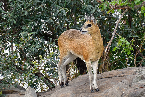 Klipspringer (male)