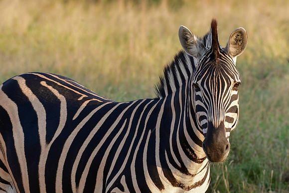 Burchell's zebra