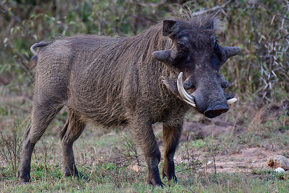 Warthog