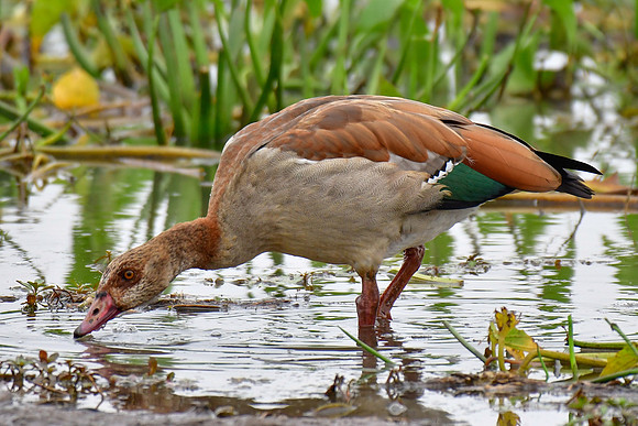 Egyptian goose
