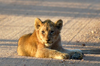 Lion cub