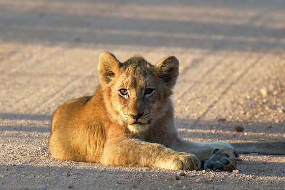 Lion cub