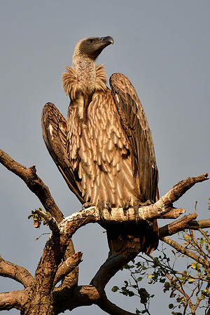 White-backed vulture