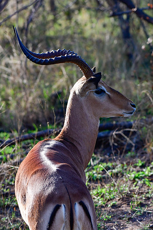 Impala (male)