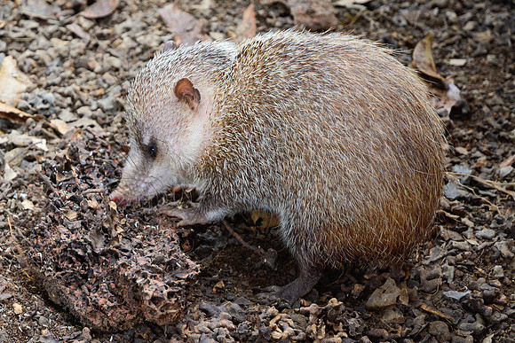 Tenrec, Peyriéras Reserve