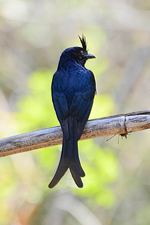 Crested drongo, Kirindy Reserve