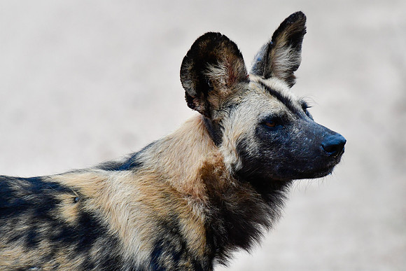 African wild dog