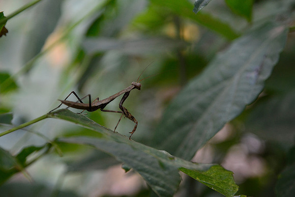 Preying mantis, Tsiribihina River