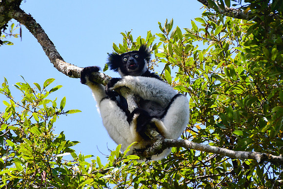 Indri (Indri indri) Andasibe-Mantadia National Park