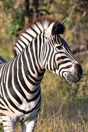 Burchell's zebra