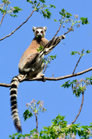 Ring-tailed lemur (Lemur catta) near the entrance to the Canyon of Rats, Isalo National Park