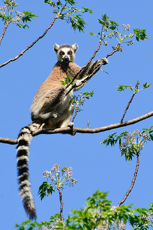 Ring-tailed lemur (Lemur catta) near the entrance to the Canyon of Rats, Isalo National Park