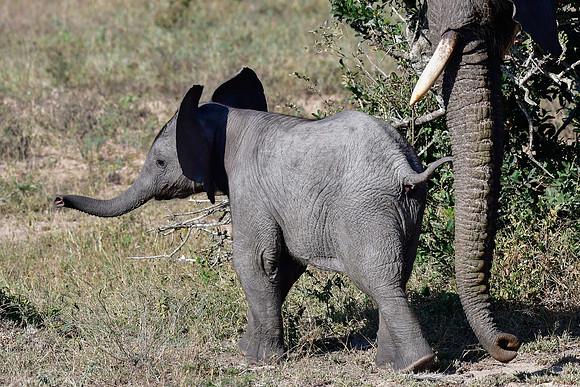 Elephant calf
