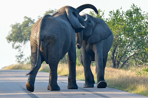 Elephant encounter (Photo 2 of 5)