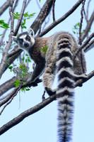 Ring-tailed lemur (Lemur catta) near the entrance to the Canyon of Rats, Isalo National Park