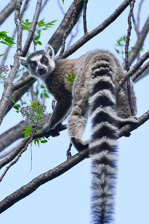 Ring-tailed lemur (Lemur catta) near the entrance to the Canyon of Rats, Isalo National Park