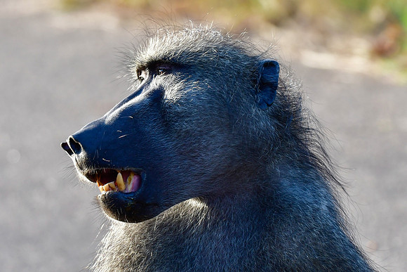 Chacma baboon (male)