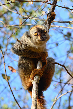 Red-fronted lemur (Eulemur rufus), Kirindy Reserve