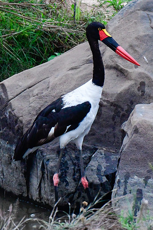 Saddle-billed stork