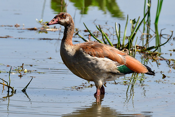 Egyptian goose