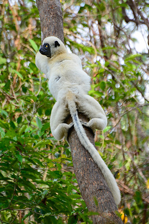 Decken's sifaka (Propithecus deckenii), Tsingy de Bemaraha National Park