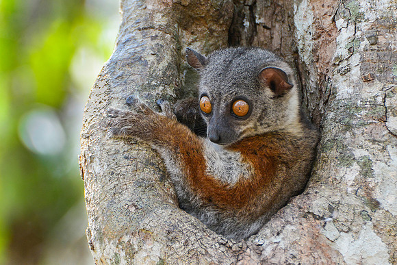 Randrianasolo's sportive lemur (Lepilemur randrianasoloi), Tsingy de Bemaraha National Park
