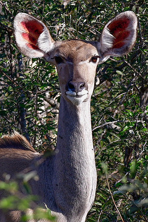 Greater kudu (female)