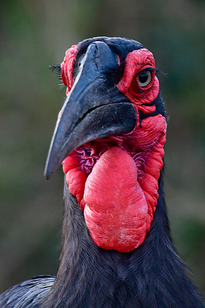 Southern ground hornbill